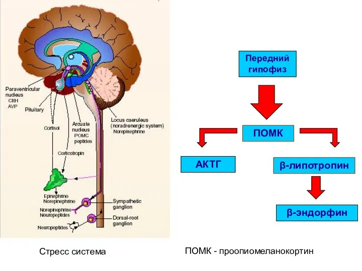 β-эндорфин β-липотропин ПOMК АКТГ Передний гипофиз ПОМК - проопиомеланокортин Стресс система