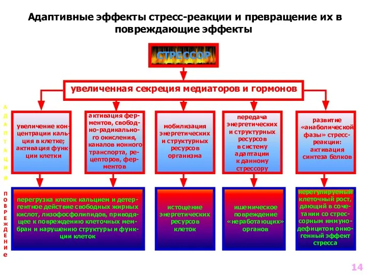 Адаптивные эффекты стресс-реакции и превращение их в повреждающие эффекты СТРЕССОР увеличенная секреция