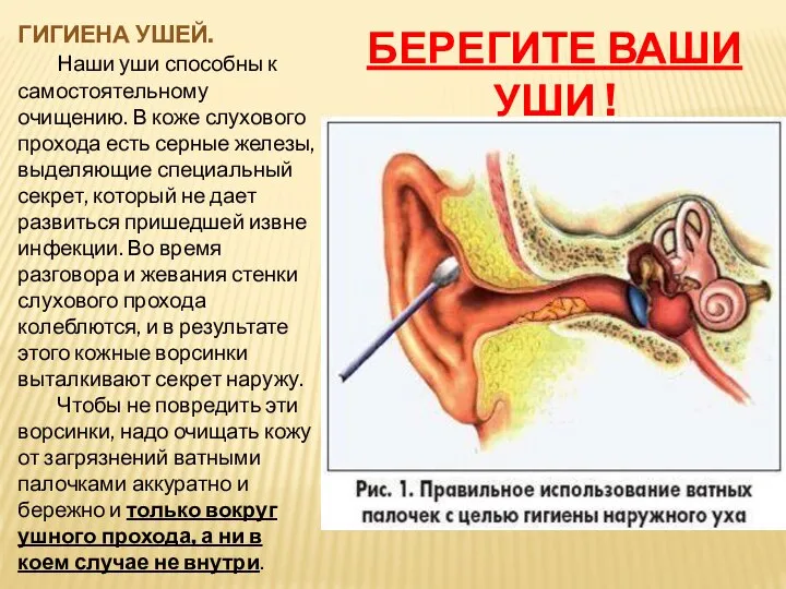 ГИГИЕНА УШЕЙ. Наши уши способны к самостоятельному очищению. В коже слухового прохода