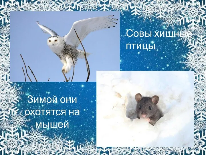 Зимой они охотятся на мышей Совы хищные птицы