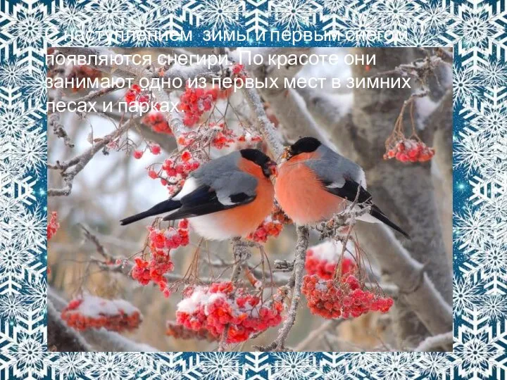 С наступлением зимы и первым снегом появляются снегири. По красоте они занимают