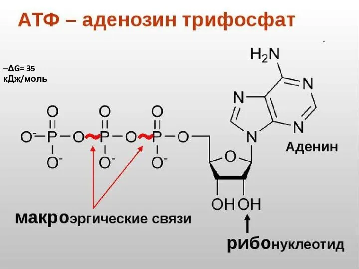 –ΔG= 35 кДж/моль