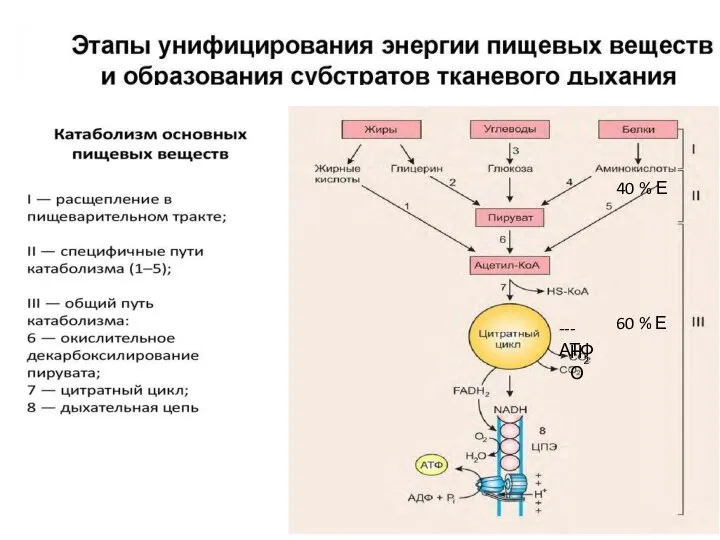 60 % Е l –ll этапе 40 % Е 60 % Е