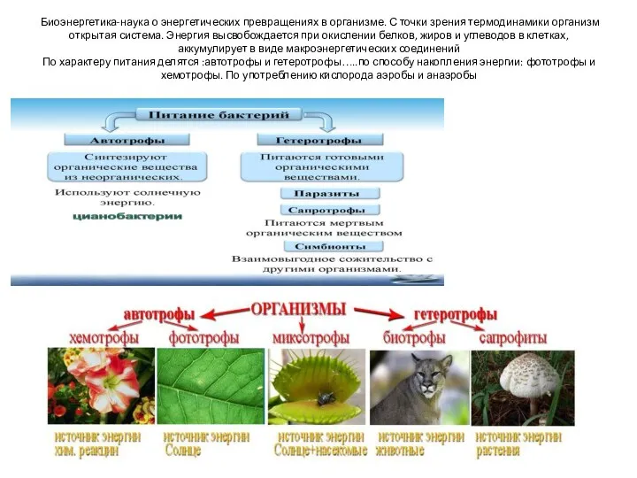 Биоэнергетика-наука о энергетических превращениях в организме. С точки зрения термодинамики организм открытая