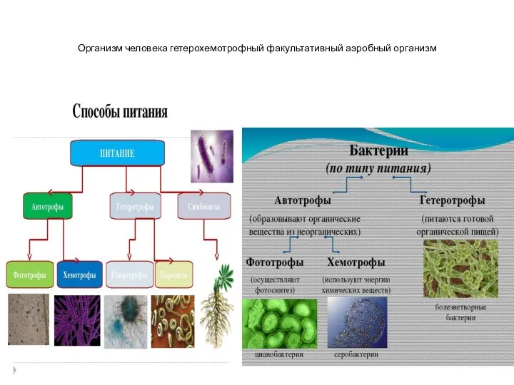 Организм человека гетерохемотрофный факультативный аэробный организм