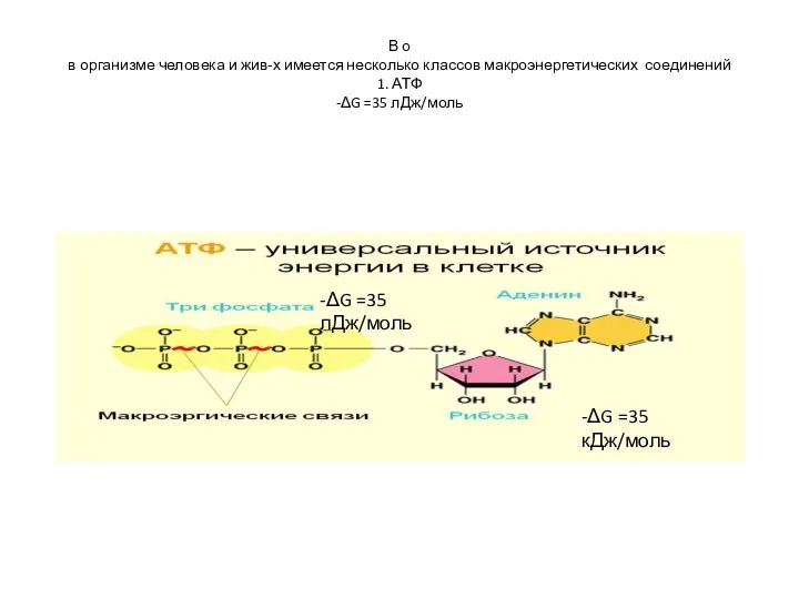 В о в организме человека и жив-х имеется несколько классов макроэнергетических соединений