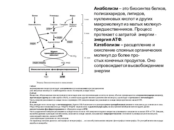 Анаболизм – это биосинтез белков, полисахаридов, липидов, нуклеиновых кислот и других макромолекул