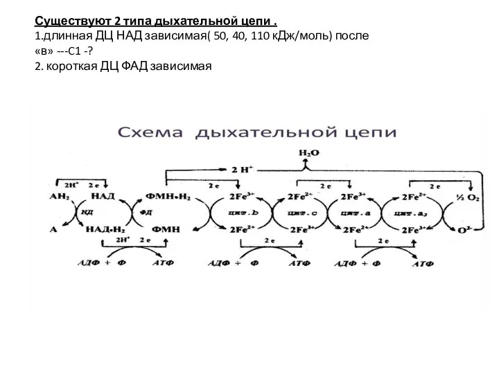 Существуют 2 типа дыхательной цепи . 1.длинная ДЦ НАД зависимая( 50, 40,
