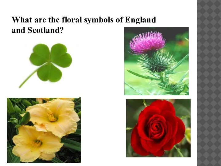 What are the floral symbols of England and Scotland?