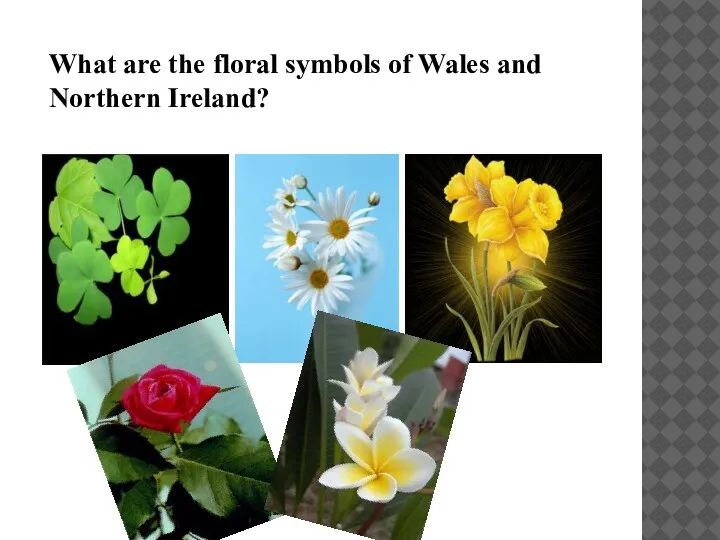 What are the floral symbols of Wales and Northern Ireland?