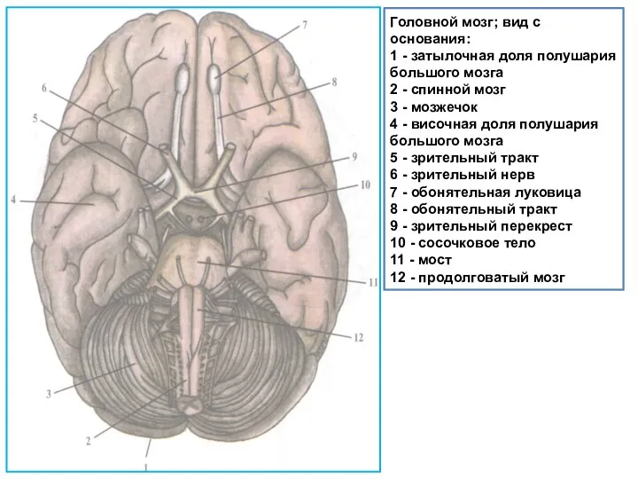 Головной мозг; вид с основания: 1 - затылочная доля полушария большого мозга