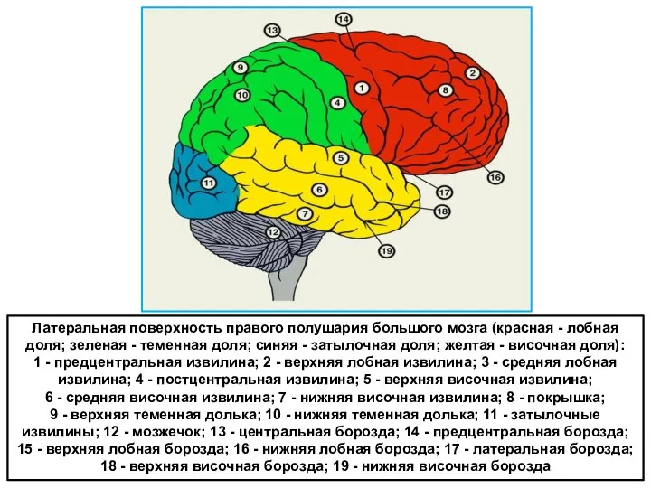 Латеральная поверхность правого полушария большого мозга (красная - лобная доля; зеленая -