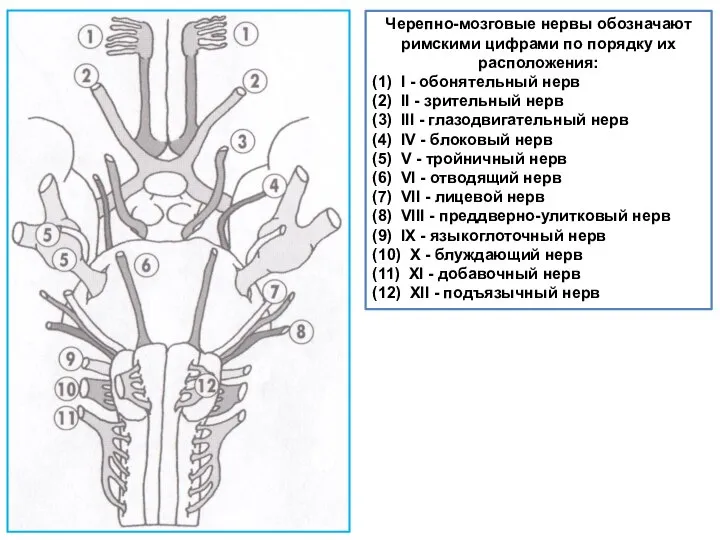Черепно-мозговые нервы обозначают римскими цифрами по порядку их расположения: (1) I -