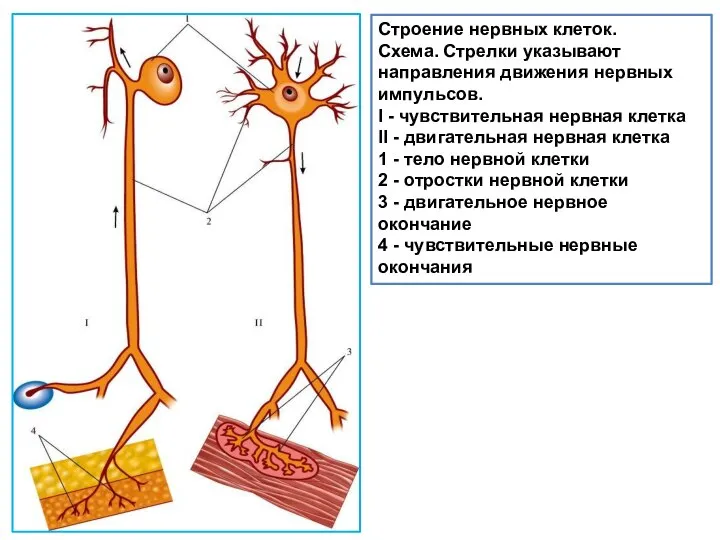 Строение нервных клеток. Схема. Стрелки указывают направления движения нервных импульсов. I -