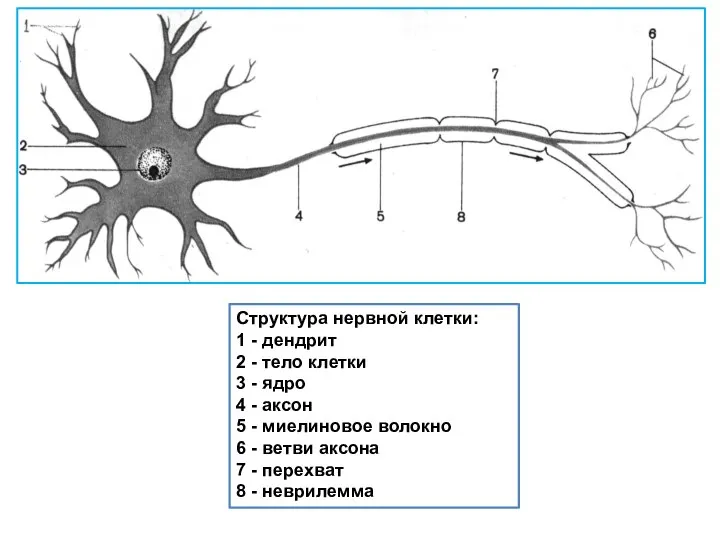Структура нервной клетки: 1 - дендрит 2 - тело клетки 3 -