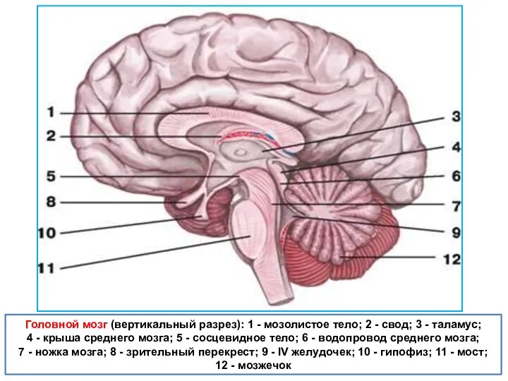 Головной мозг (вертикальный разрез): 1 - мозолистое тело; 2 - свод; 3