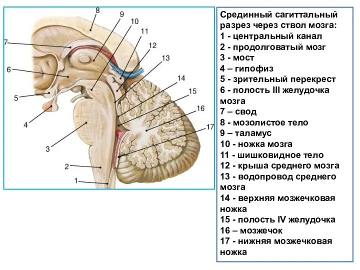 Срединный сагиттальный разрез через ствол мозга: 1 - центральный канал 2 -