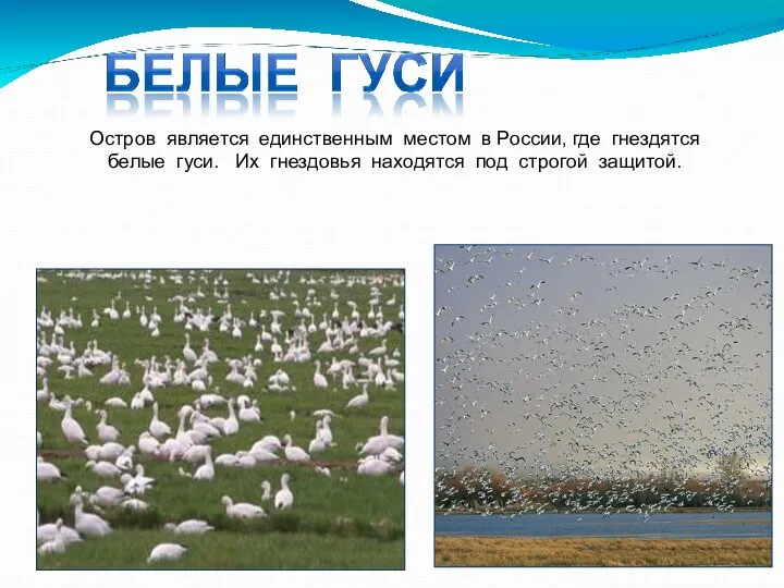 Остров является единственным местом в России, где гнездятся белые гуси. Их гнездовья находятся под строгой защитой.