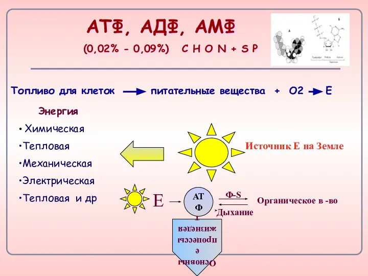 АТФ, АДФ, АМФ (0,02% - 0,09%) С Н О N + S