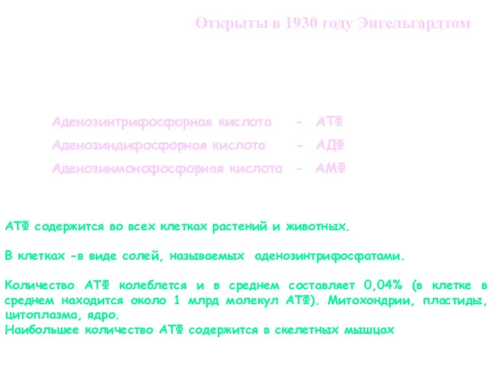 Открыты в 1930 году Энгельгардтом Аденозинтрифосфорная кислота - АТФ Аденозиндифосфорная кислота -