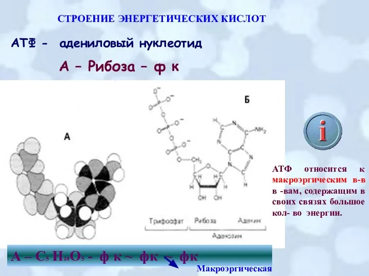 СТРОЕНИЕ ЭНЕРГЕТИЧЕСКИХ КИСЛОТ АТФ - адениловый нуклеотид А – Рибоза – ф