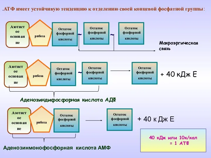 .АТФ имеет устойчивую тенденцию к отделению своей концевой фосфатной группы: Азотистое основание