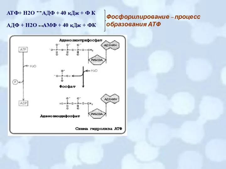 АТФ+ Н2О АДФ + 40 кДж + Ф К АДФ + Н2О