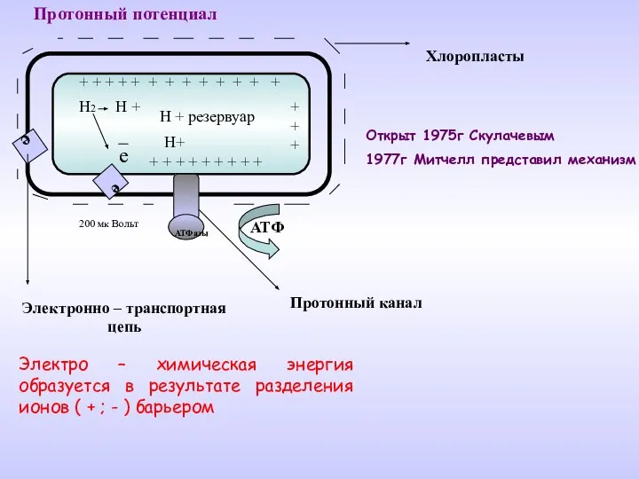 Н2 Н + е е е + + + + + +