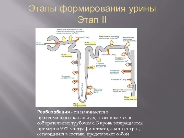 Этапы формирования урины Этап II Реабсорбация - он начинается в проксимальных канальцах,