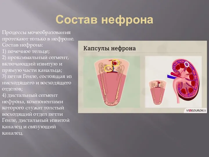 Состав нефрона Процессы мочеобразования протекают только в нефроне. Состав нефрона: 1) почечное