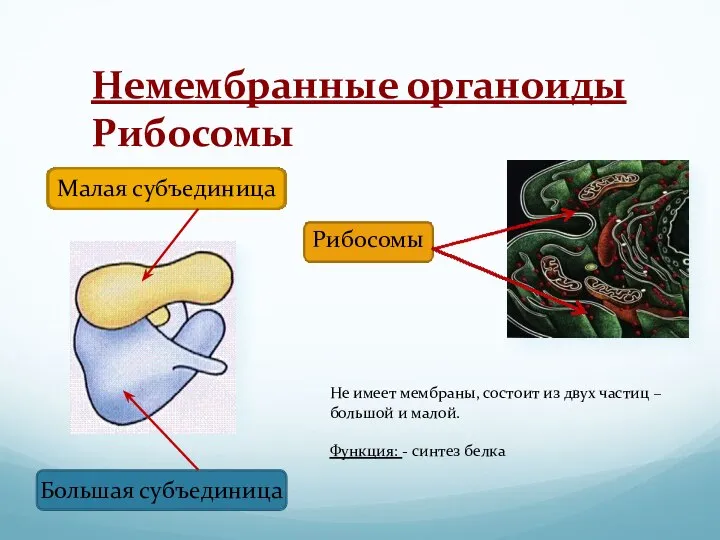 Немембранные органоиды Рибосомы Малая субъединица Большая субъединица Рибосомы Не имеет мембраны, состоит