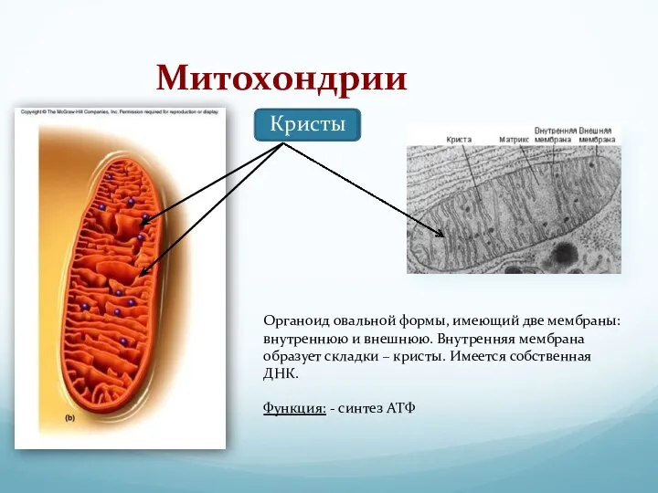 Митохондрии Органоид овальной формы, имеющий две мембраны: внутреннюю и внешнюю. Внутренняя мембрана