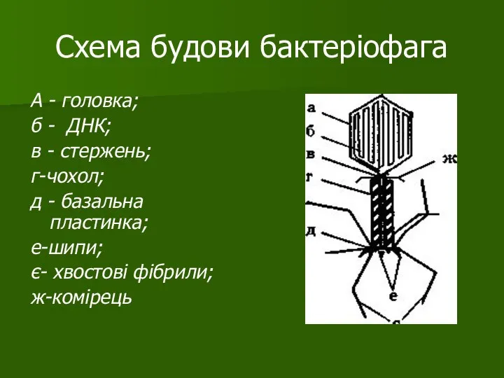 Схема будови бактеріофага А - головка; б - ДНК; в - стержень;