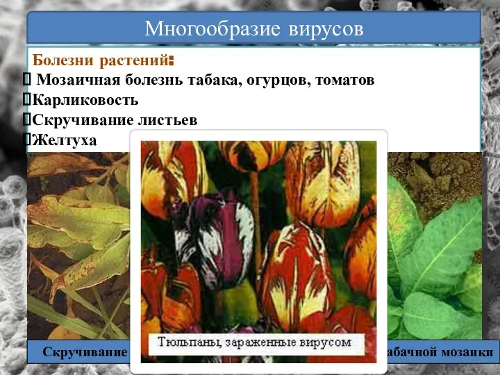 Многообразие вирусов Болезни растений: Мозаичная болезнь табака, огурцов, томатов Карликовость Скручивание листьев