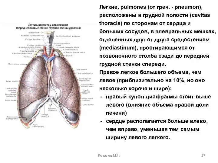 Легкие, pulmones (от греч. - рneumon), расположены в грудной полости (cavitas thoracis)