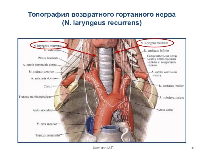 Топография возвратного гортанного нерва (N. laryngeus recurrens) Ковалев М.Г.