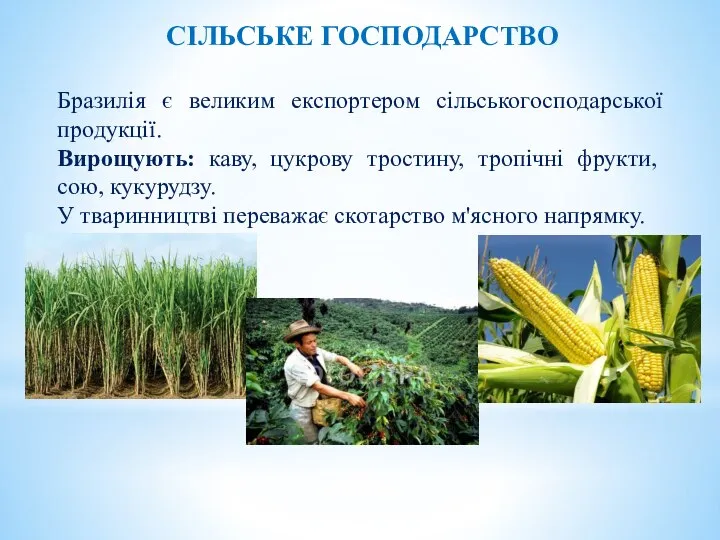 СІЛЬСЬКЕ ГОСПОДАРСТВО Бразилія є великим експортером сільськогосподарської продукції. Вирощують: каву, цукрову тростину,