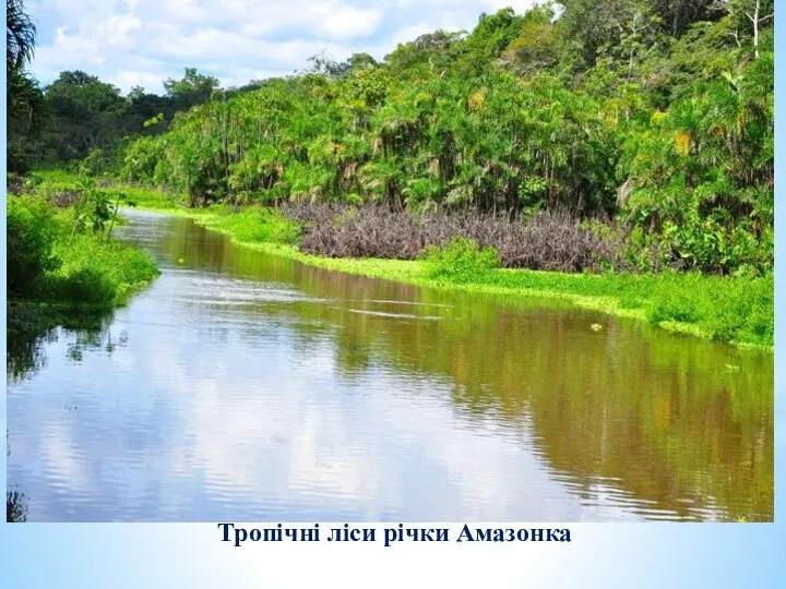 Тропічні ліси річки Амазонка