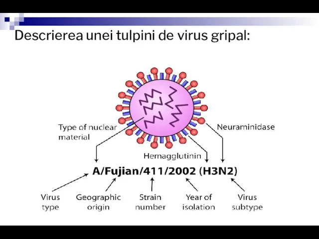 Descrierea unei tulpini de virus gripal: