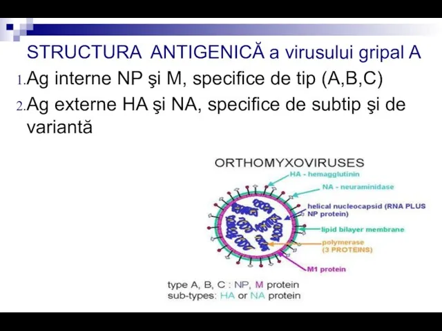 STRUCTURA ANTIGENICĂ a virusului gripal A Ag interne NP şi M, specifice