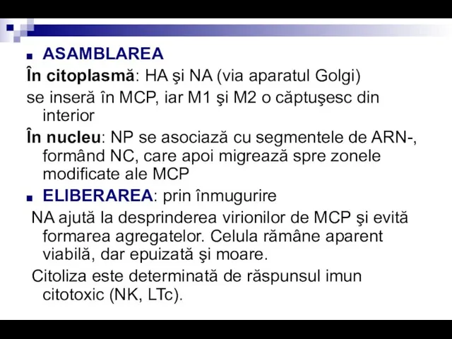 ASAMBLAREA În citoplasmă: HA şi NA (via aparatul Golgi) se inseră în