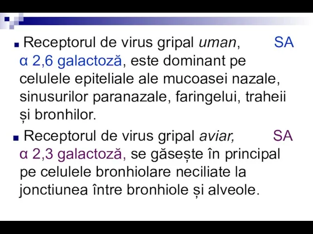 Receptorul de virus gripal uman, SA α 2,6 galactoză, este dominant pe