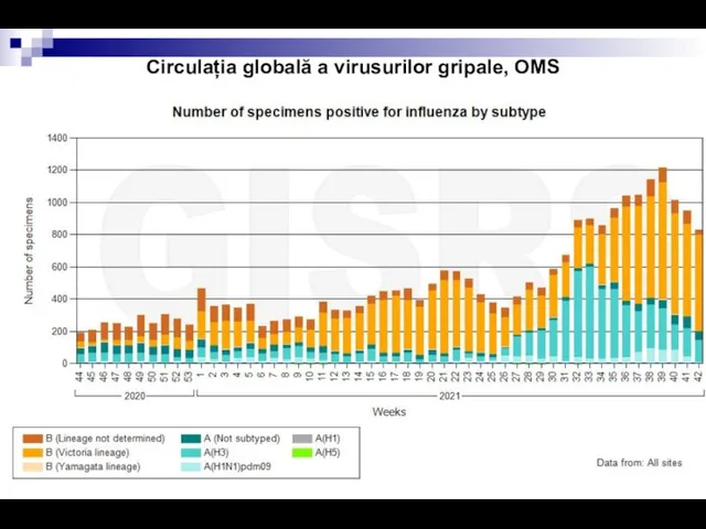 Circulația globală a virusurilor gripale, OMS