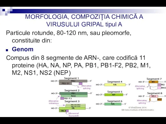 MORFOLOGIA, COMPOZIŢIA CHIMICĂ A VIRUSULUI GRIPAL tipul A Particule rotunde, 80-120 nm,