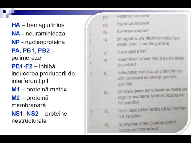 HA – hemaglutinina NA - neuraminidaza NP - nucleoproteina PA, PB1, PB2