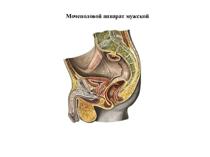 Мочеполовой аппарат мужской