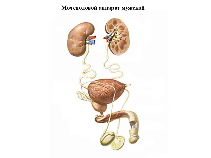 Мочеполовой аппарат мужской