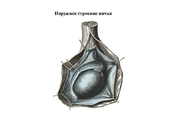 Наружное строение яичка