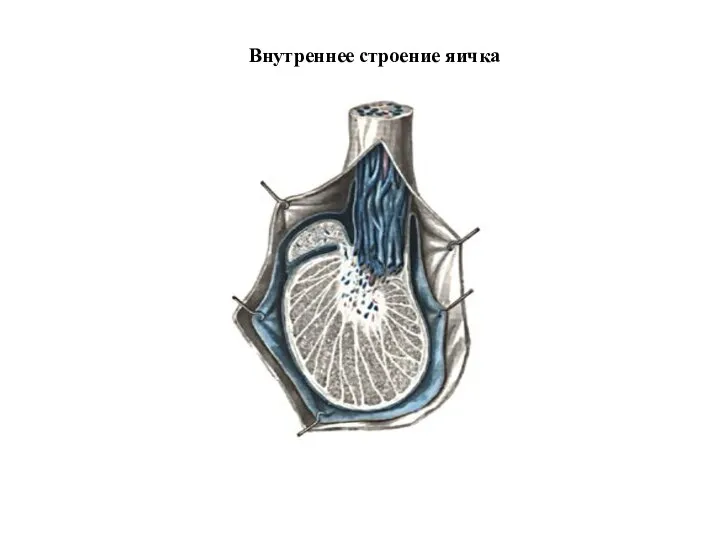 Внутреннее строение яичка