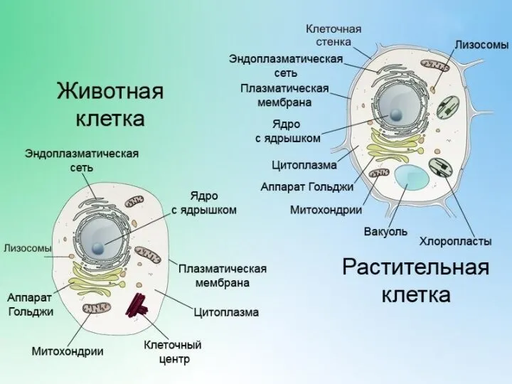 АТФ АТФ – аденози́нтрифосфат [ATP – Adenosine triphosphate] – это главный накопи́тель